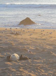 Newborn elephant seal at sunset. Did you know the seagull will eat the mom's remaining placenta? Nature, nothing wasted.
