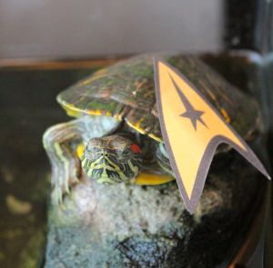 I'm your new crew member, honest!