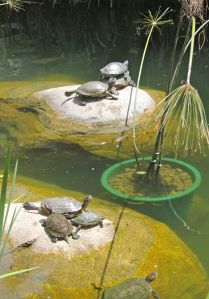 Someone obviously didn't get the Federation directive.